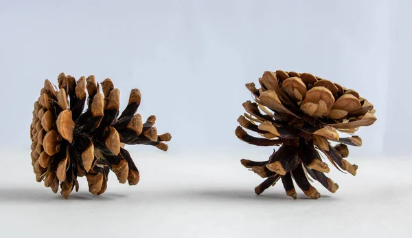 Fir Cones Isolated White Background Closeup — Stock Photo, Image