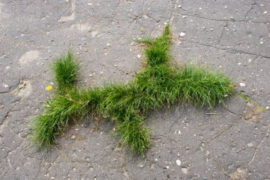 Çatlamış karayolu ve asfalt yolda yeşil lahanalar büyüyor. Yeni yaşam konsepti