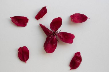 Malus Krallığı 'nın çiçek açan pendula ağacının mor, kırmızı çiçekleri beyaz bir arka planda saklıdır. Apple çiçek açabilir. Anneler Günü kavramı, 8 Mart, 14 Şubat.