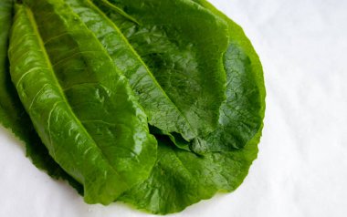 Beyaz zemin üzerinde su damlaları olan yeşil marul yaprakları