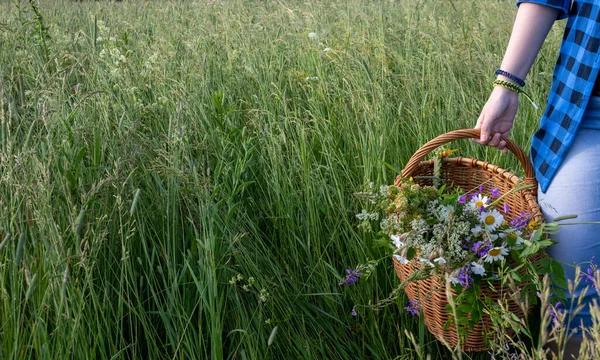 In the hands of a young girl, a basket with a bouquet of wild flowers in close-up against a background of tall green grass. space for your text — Stock Photo, Image