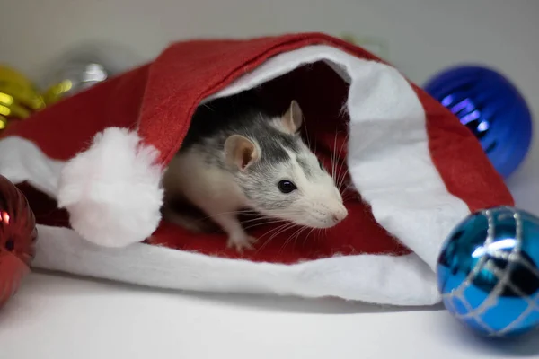 Feliz Año Nuevo Símbolo de 2020 Año Nuevo - rata de plata blanca o metálica. Bonita rata con sombrero. A la dama. Reflexión en el espejo. Divertido animal de Año Nuevo, mascota divertida - rata. Zodíaco chino, horóscopo oriental 2020 . — Foto de Stock