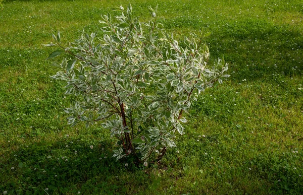 Verde Com Borda Branca Belas Folhas Arbusto Cornus Alba Elegantissima — Fotografia de Stock