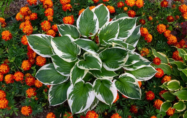 Host Flower White Green Leaves Grows Flower Bed Country Garden — Stock Photo, Image