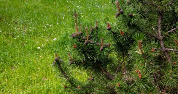 Junge Grüne Geschlossene Kiefernzapfen Einer Kiefer Freier Wildbahn Tannenzapfen Aus — Stockfoto