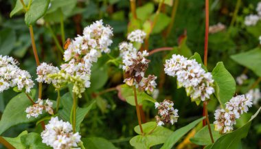 Karabuğday ve tahıldan güzel beyaz çiçekler. Yazın tarlada açarlar..