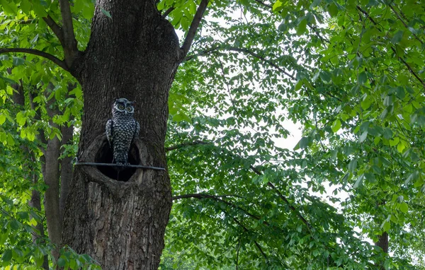 Uma Coruja Ferro Senta Uma Árvore Oca Parque Contra Fundo — Fotografia de Stock