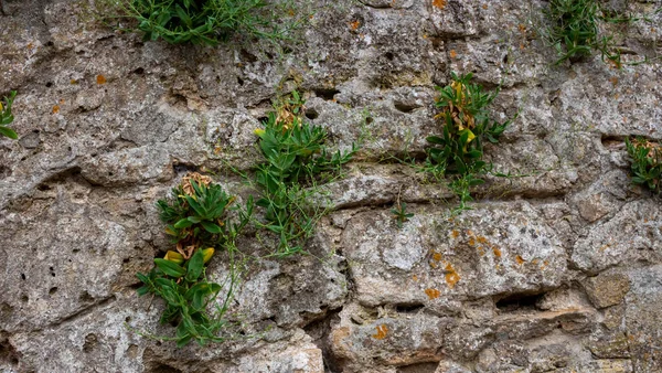 Old Fortress Wall Sprouted Green Plants Wall — Stock Photo, Image