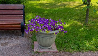 Kahverengi bir park bankı ve iki vazo çiçek..