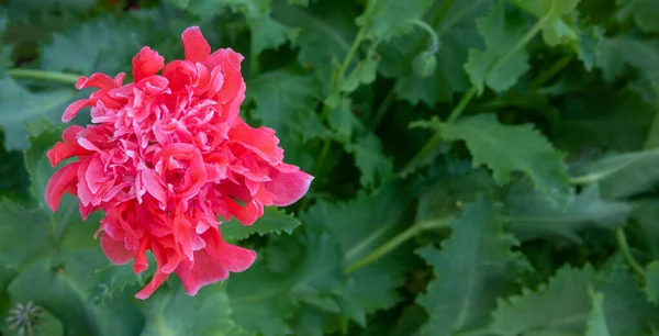 Een roze papaverbloem bloeit in de tuin. Decoratieve papaver peony.Beautiful roze papaver bloem.Ruimte voor uw tekst — Stockfoto