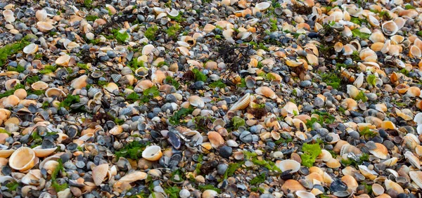 Naturlig bakgrund av trasiga snäckskal på stranden på solig sommardag. Utsikt ovanifrån. — Stockfoto