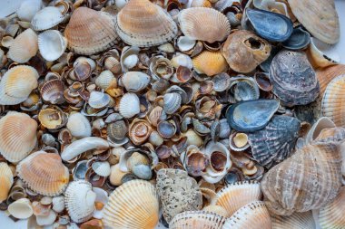 Beyaz arkaplanda izole edilmiş deniz kabuğu koleksiyonu.