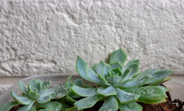 Suculenta Echeveria Con Gotas Agua Fondo Plantas Flores Jugosas — Foto de Stock