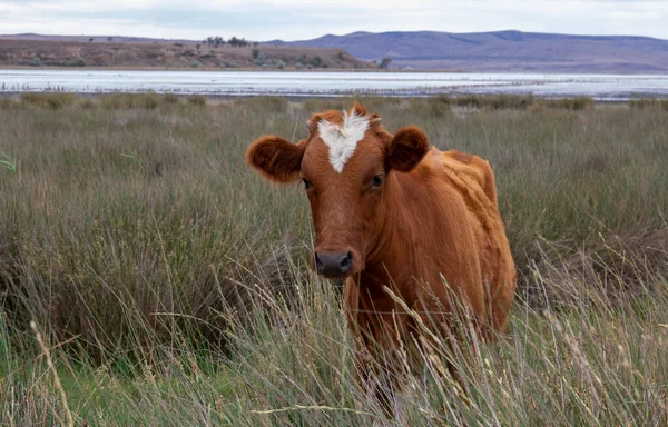 A brown cow with a heart-shaped spot on its forehead. On a cloudy summer day