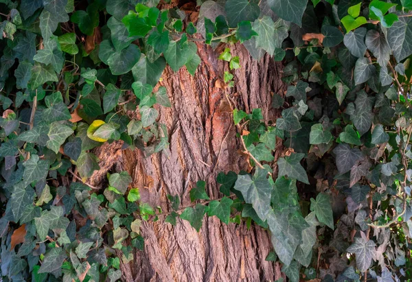 Yeşil Yapraklı Yaşlı Bir Ağacın Kabuğunun Dokusu Doğal Doku Arkaplan — Stok fotoğraf