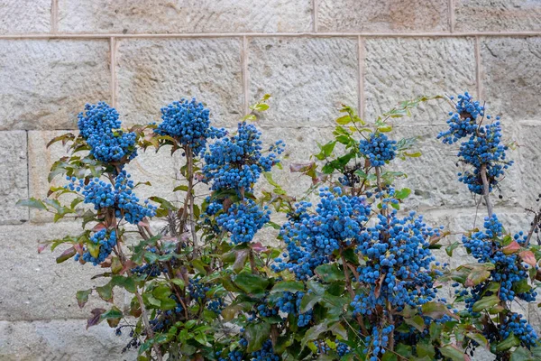 Feuilles Vertes Baies Bleues Magonia Contre Mur — Photo