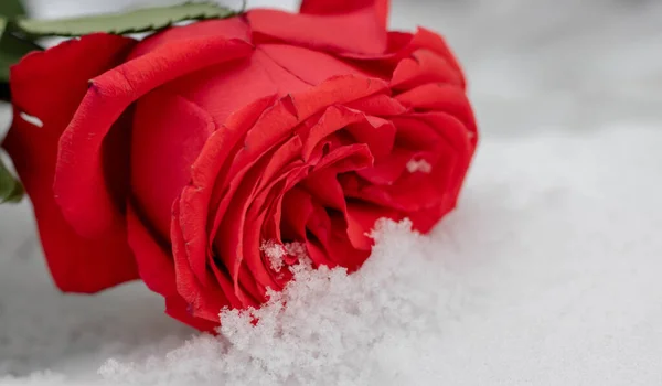 Розовые Цветы Первым Снежным Фоном Красная Роза Снежной Поверхности Зимний — стоковое фото
