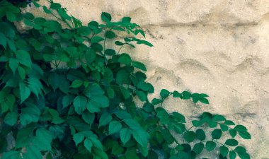 Yeşil sarmaşık yapraklı taş duvar. Arka plan ya da doku için kopyalama alanı var. Tırmanma bitkisi, antik kaya duvarında yetişen asma bitkisi. Retro tarzı arka plan. Eski grunge duvarının üzerinde yeşil yaprak bitkisi