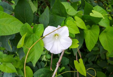 Kar beyazı ve narin loach çiçekleri. Yaz güneşinin ışıltıları altında, içinde mantar ve tokmak var..