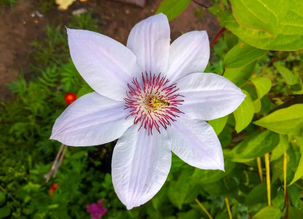 Квіти Lilac Clematis Бджолою Літній Сад Лілак Клематис Буш — стокове фото
