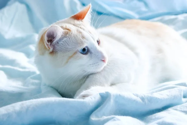 Χαριτωμένη Γαλανομάτα Γάτα Ξαπλωμένη Μπλε Κουβέρτα — Φωτογραφία Αρχείου
