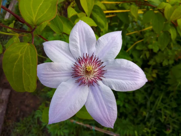 Квіти Lilac Clematis Літній Сад Лілак Клематис Буш — стокове фото