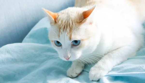 Bonito Gato Olhos Azuis Deitado Cobertor Azul — Fotografia de Stock