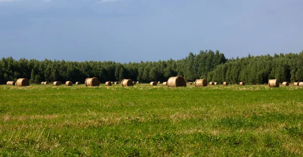 Rolos Amarelos Feno Seco Meadow Summer Verde Tempo Nublado — Fotografia de Stock