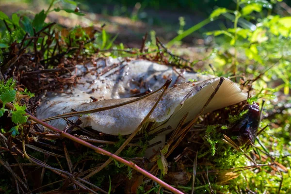 Une Grande Forêt Champignons Syroezhka Regarde Hors Mousse — Photo