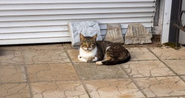 Sokak kedisi. Gri bir kedi kaldırımda yatar ve kameraya bakar..