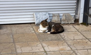 Sokak kedisi. Gri bir kedi kaldırımda yatar ve kameraya bakar..