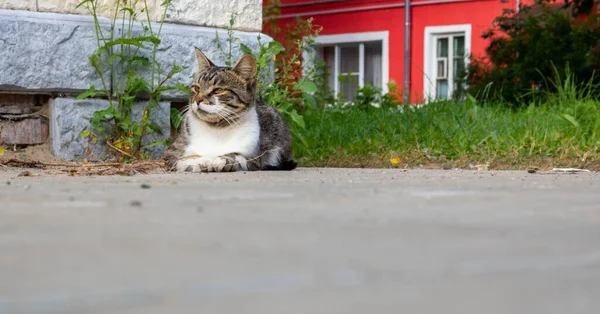 Μια Γάτα Του Δρόμου Μια Γκρι Γάτα Ξαπλώνει Στο Πεζοδρόμιο — Φωτογραφία Αρχείου