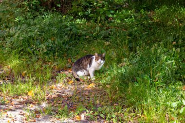 Çiçek tarlasında sokak kedisi. Yeşil çimlerin üzerinde oturan gri tüylü kedi. Kedi çimlerin üzerinde oturuyor ve kameraya bakıyor..