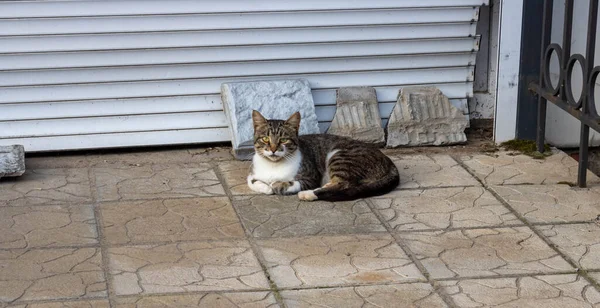 Street Cat Grey Cat Lies Pavement Looks Camera — Stock Photo, Image
