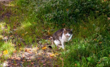 Çiçek tarlasında sokak kedisi. Yeşil çimlerin üzerinde oturan gri tüylü kedi. Kedi çimlerin üzerinde oturuyor ve kameraya bakıyor..
