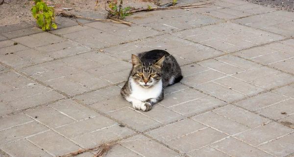 ストリートキャット 灰色の猫が歩道に横たわってカメラを見て — ストック写真