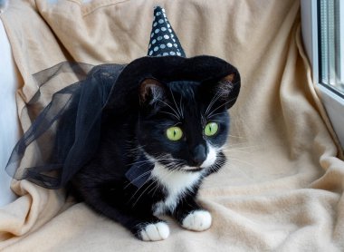 Süslü elbiseli, cadı şapkalı komik siyah kedi..