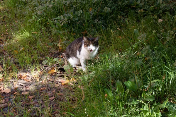 Street cat in a flower bed. Grey furry cat sitting in the green grass.The cat is sitting in the grass looking at the camera.