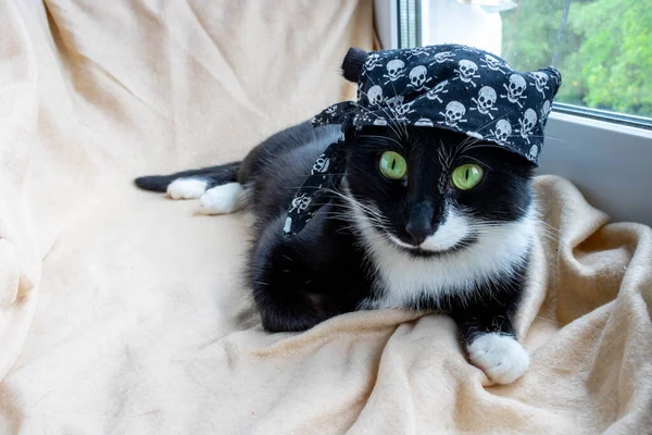 Lustige Schwarze Katze Kostüm Mit Piratenbandana Lügt Und Schaut Die — Stockfoto