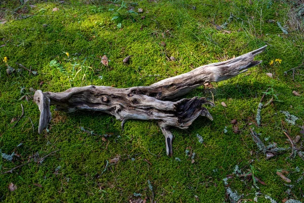 Tronco Uma Árvore Morta Numa Clareira Ensolarada Problema Está Musgo — Fotografia de Stock