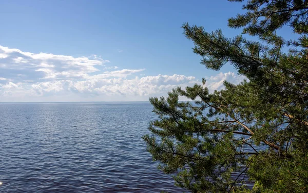 Pinheiros Verdes Com Vista Para Mar Azul Céu Com Nuvens — Fotografia de Stock