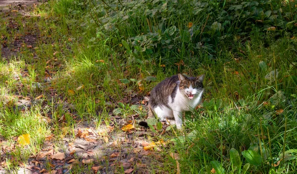 花壇の通り猫 緑の芝生に座っている灰色の毛皮の猫 猫はカメラを見て草の中に座っている — ストック写真