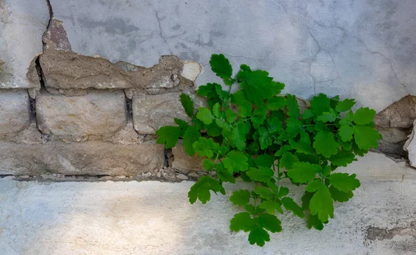 Eski bir taş duvardaki çatlaklardan yeşil bir bitki büyür. Bitki arkaplanı.