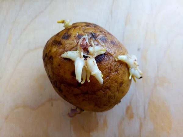 Rohe Weiße Kartoffeln Mit Sternförmigen Sprossen Auf Einem Holzbrett — Stockfoto