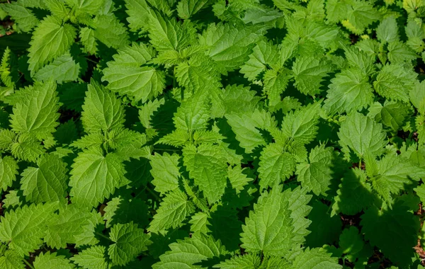 Folhas Frescas Urtiga Bilhetes Urtigas Planta Medicinal Folhas Verdes Fundo — Fotografia de Stock