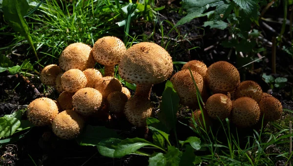 Ormandaki çimlerin üzerinde çok sayıda yenilebilir yabani mantar var. Doğa ve yiyecek..