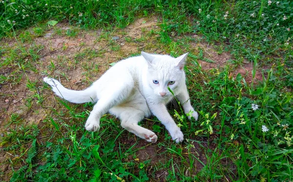 Gatto Domestico Bianco Con Occhi Diversi Sdraiato Sull Erba Verde — Foto Stock