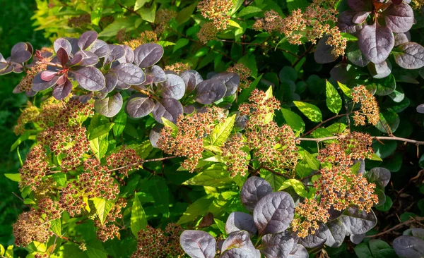 Hortênsia Paniculata Bush Dia Outono — Fotografia de Stock