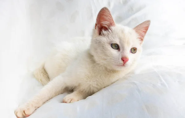 Pisică Mică Albă Stă Pernă Albă — Fotografie, imagine de stoc