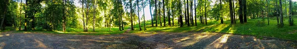 Panorama Eines Malerischen Waldes Mit Frischen Grünen Laubbäumen Dem Die — Stockfoto